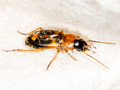 Badister dilatatus